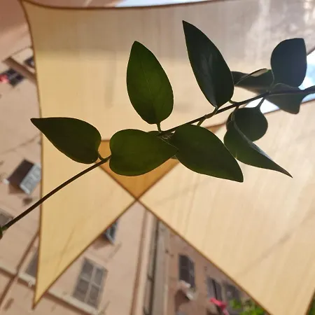 Lapo's Apartment's *